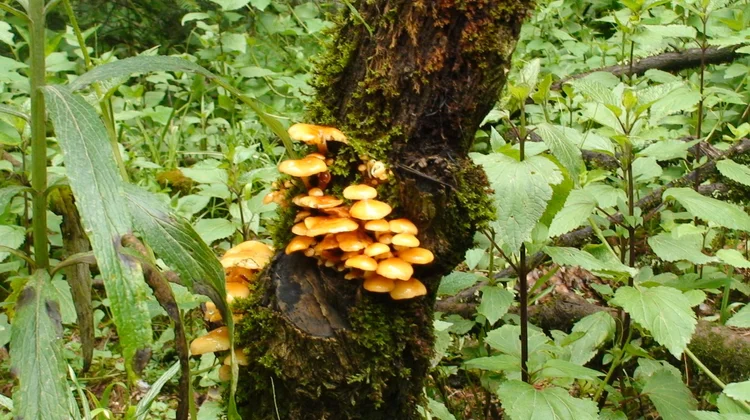 Mexicana alerta sobre hongos ligados al 30 % de cáncer de hígado