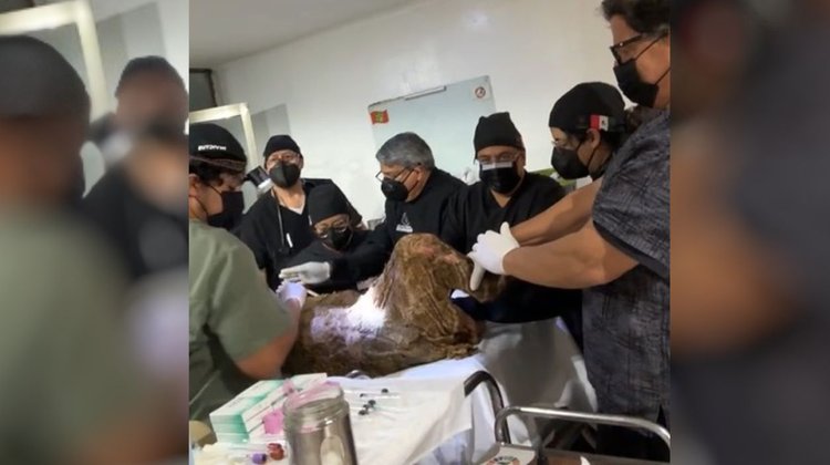 Meten a quirófano a osita Mina para segundo manejo médico