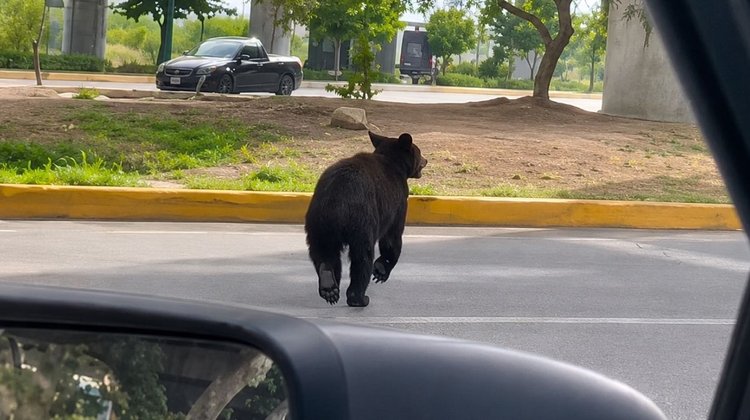 Oso negro sorprende al circular por avenida Morones Prieto
