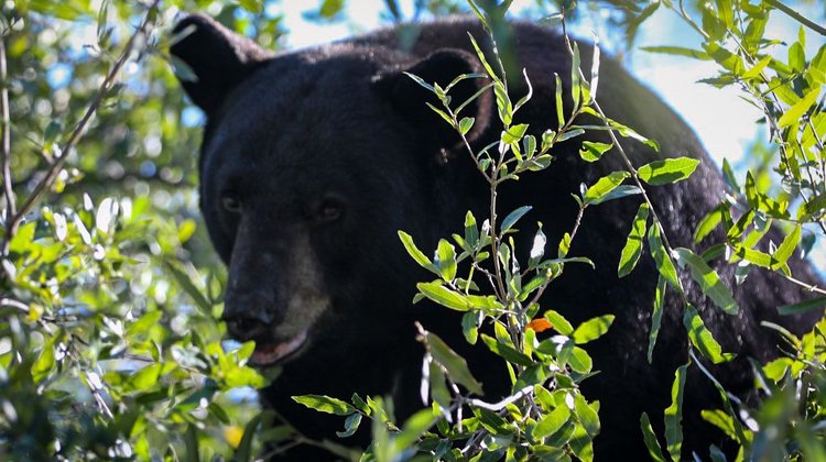 Rescate de altura: Bajan a oso de árbol tras intenso operativo