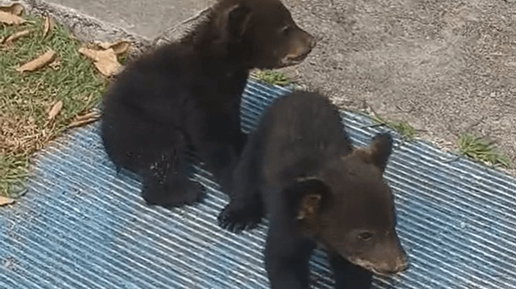 Familia de osos se pasea en colonia al sur de Monterrey