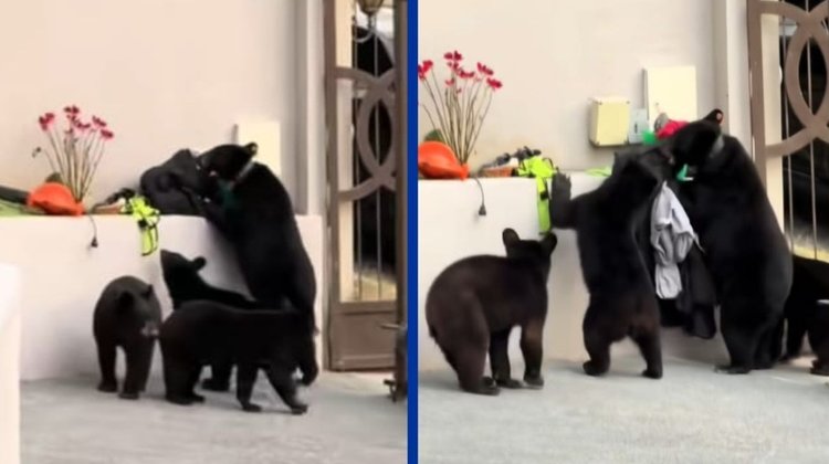 Osos entran a casa de Uriel Antuna y le roban mochila con ropa