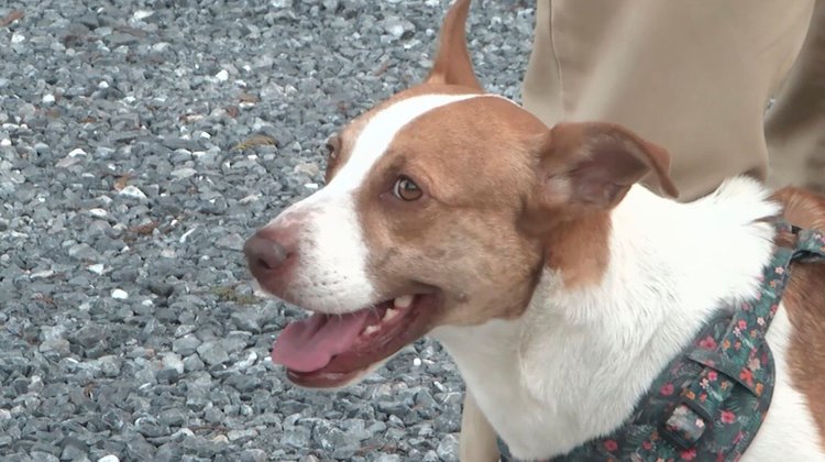 'Runne' sigue su recuperación tras iniciar quimioterapias