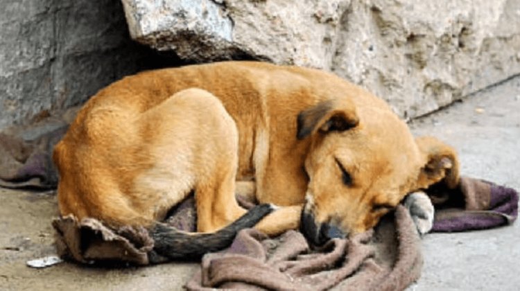 Refuerzan adopción en Día del Animal Sin Hogar en NL