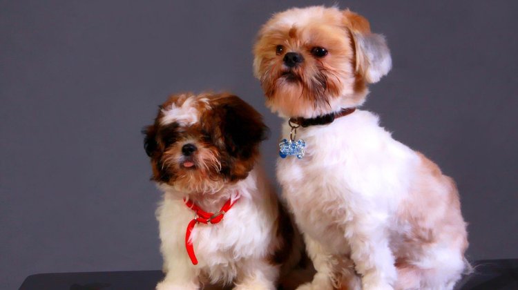 ¿Cómo cuidar a las mascotas durante estas altas temperaturas?