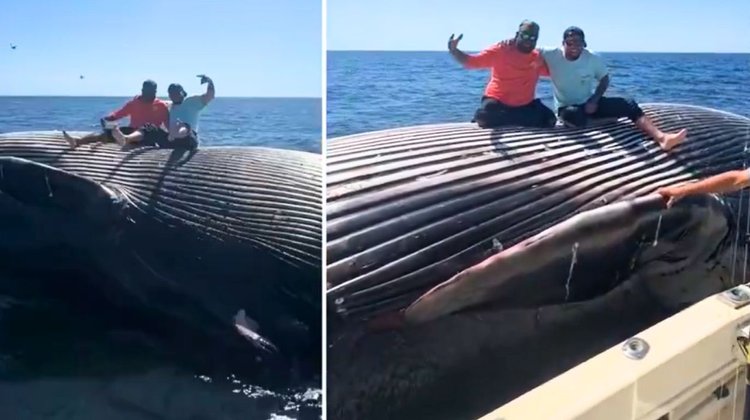 Video: Pescadores ebrios suben a ballena muerta y posan para foto