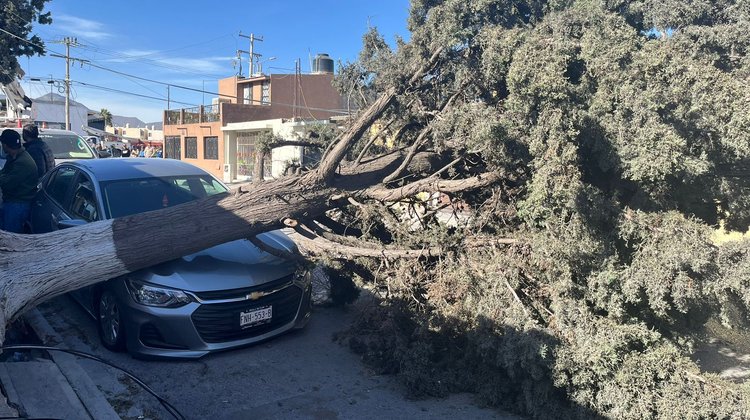 Comienzan a retirar enorme pino caído al norte de Saltillo