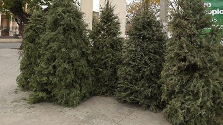 Cada vez menos pinos naturales usados en Navidad en Saltillo