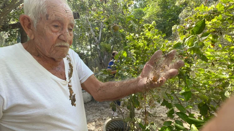 Se apodera plaga de arañas de colonia en Reynosa