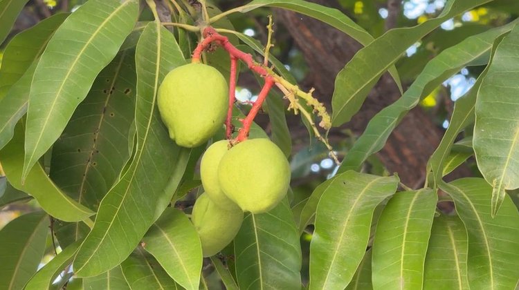 Se adelanta en Ciudad Victoria la floración del mango