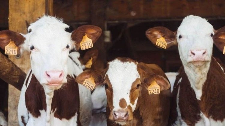 Se confirma el primer caso de gusano barrenador en Tamaulipas