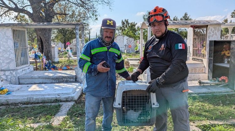 Protección Civil Guadalupe salva a gatito atrapado en una tumba