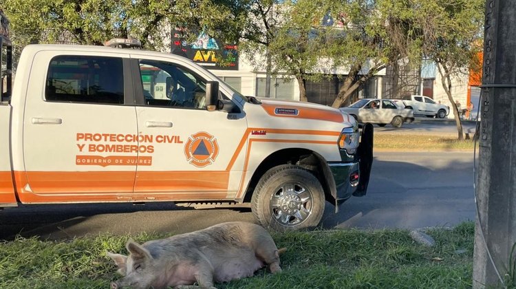 Alarma presencia de puerquito en avenida Eloy Cavazos