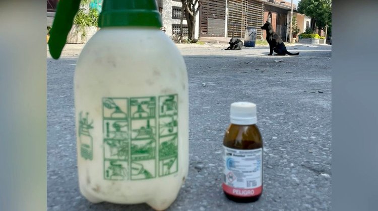 Infestan pulgas colonia Valle de Vaquerías en Juárez