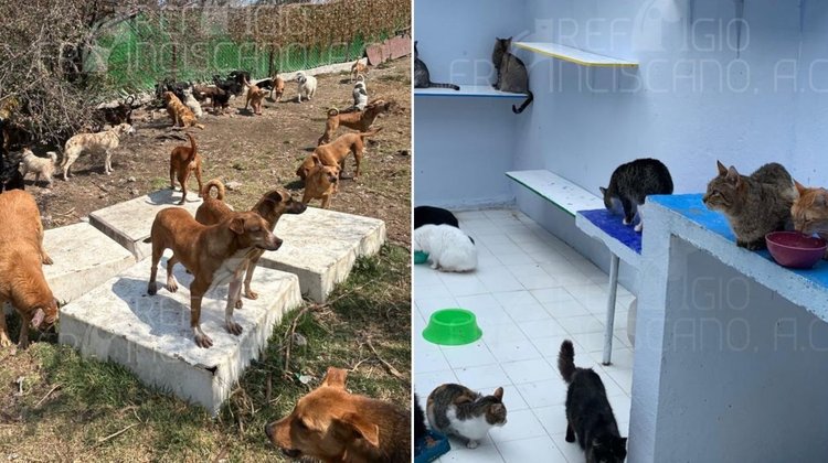 Acusa refugio en CDMX a fundación por muerte de perros y gatos