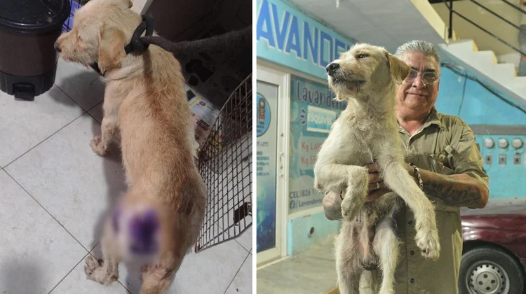 Rescatan a Greñas, perro maltratado en Montemorelos, NL