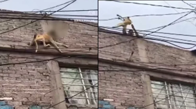 Rescatan a perrito maltratado en azotea en Edomex