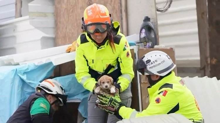 Rescatan a siete cachorros y a su madre en Apodaca