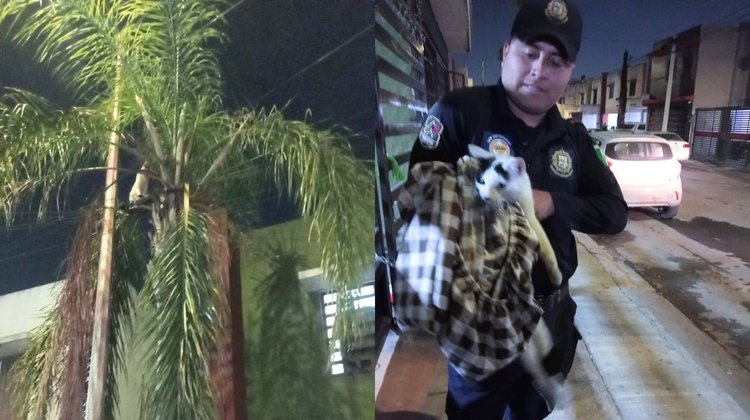 Rescata Proxpol a gato travieso y lo devuelve a su familia