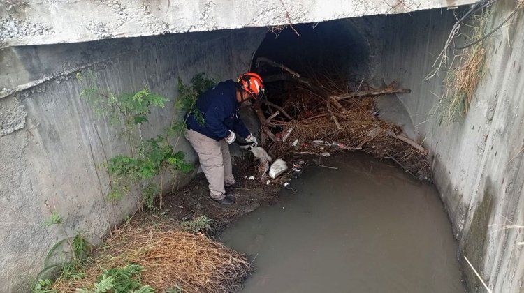 Rescatan a perrito atrapado en canalón de Guadalupe