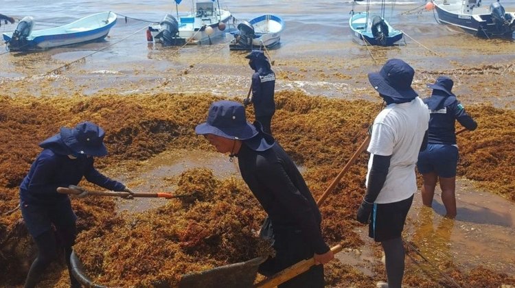 Retira Marina 39 mil toneladas de sargazo en Quintana Roo