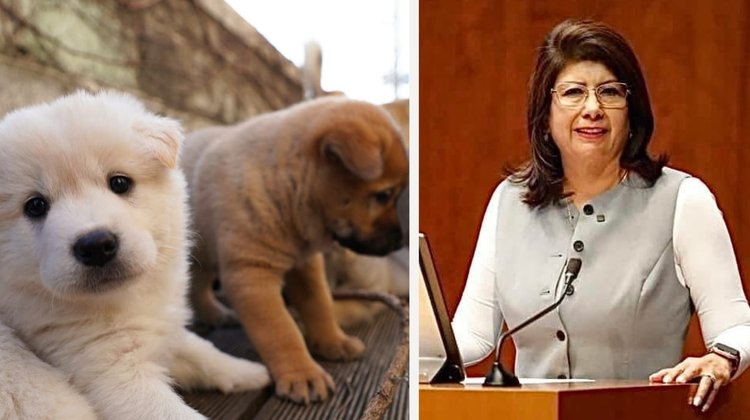 Senadora admite sacrificio de 10 mil perros callejeros