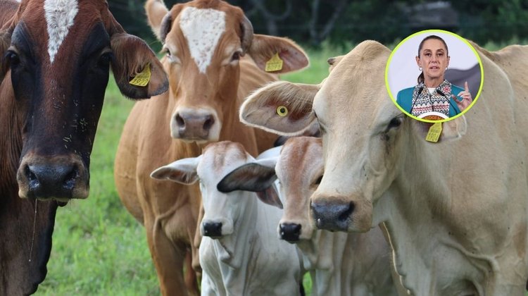 sheinbaum_ganado_f1a02fe531