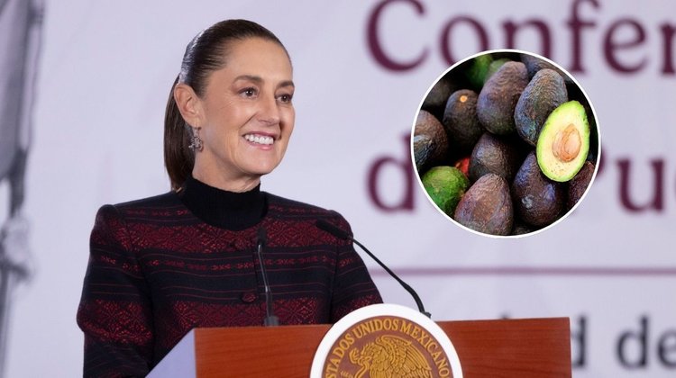 Sheinbaum alista plan para reactivar exportación aguacatera a EUA