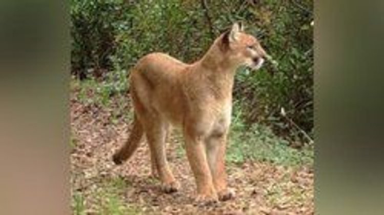 Descartan riesgo ante presencia de puma en Chipinque