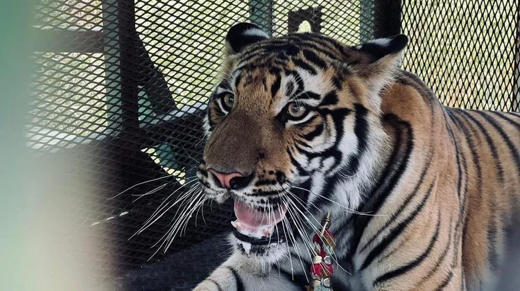Tigre capturado en Salinas Victoria continúa bajo resguardo