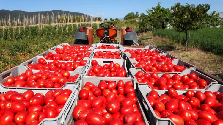 Alertan alza de precio y riesgo alimentario por arancel al tomate
