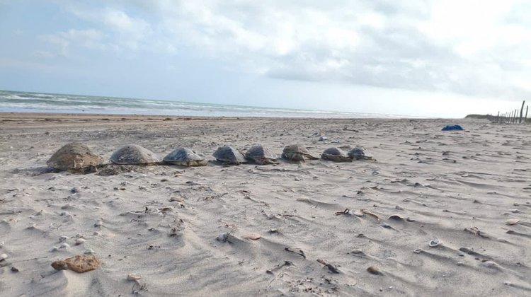 Aumenta varamiento de tortugas marinas sin vida en Playa Bagdad