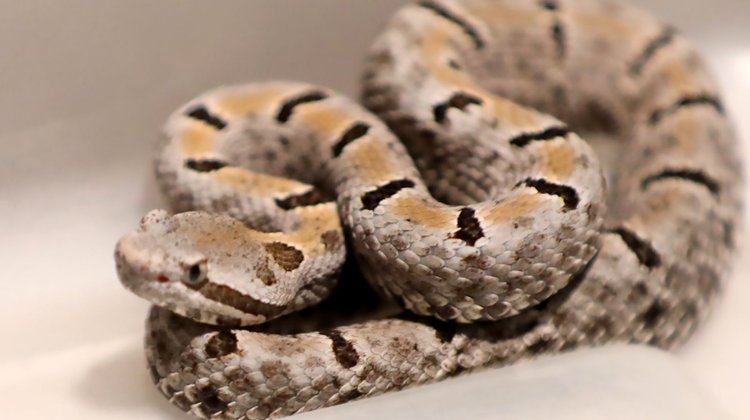 Protección Civil alerta por presencia de reptiles esta temporada
