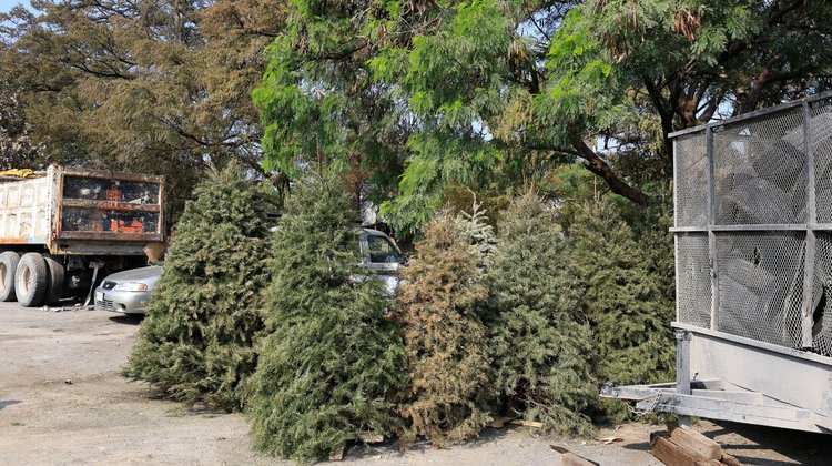 Habilita Guadalupe centros de acopio para pinos navideños