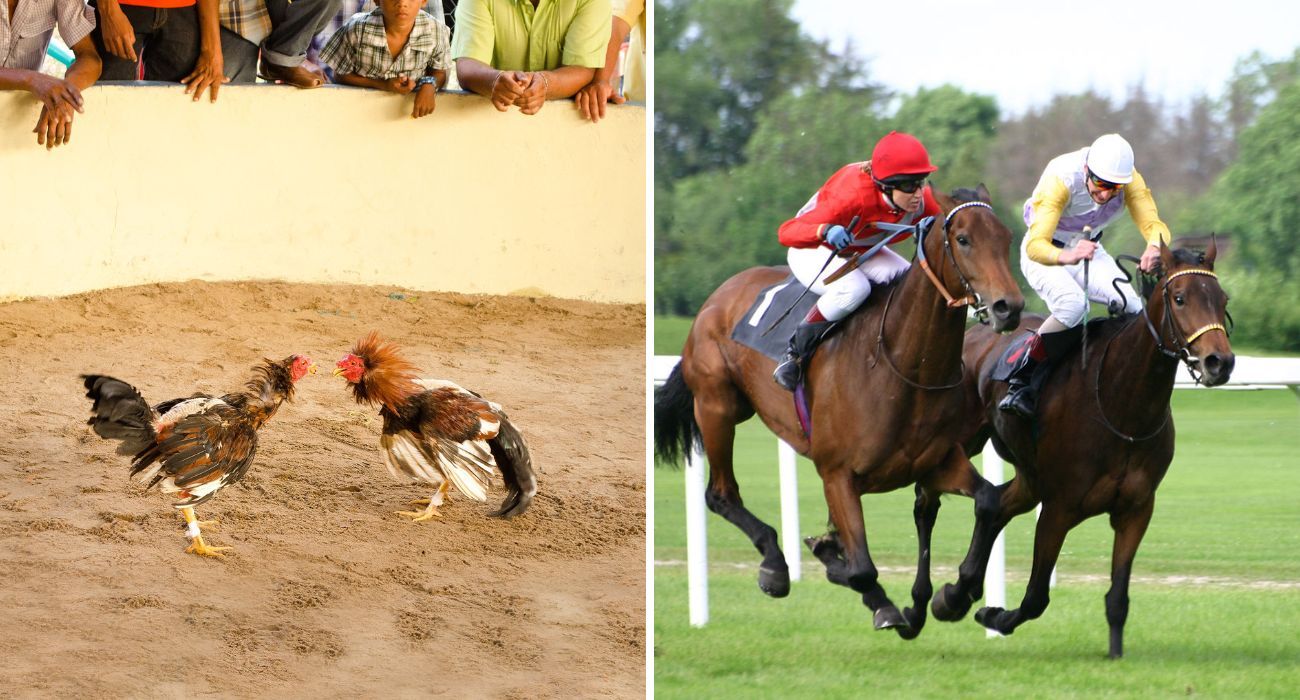 Chiapas prohíbe peleas de gallos y carreras de caballos