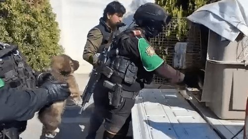 20260204_09_accionesfirmes_divisionambiental_maltratoanimal_05_1aa21cf9c1