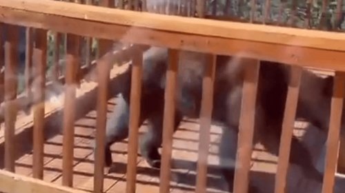  Captan a oso bajando de una cabaña en la Sierra de Arteaga