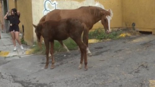 Yegua y potrillo sorprenden a conductores en Saltillo