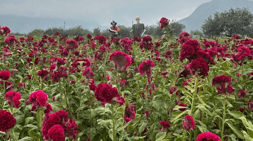 Campos de cempasúchil renuevan la tradición del Día de Muertos