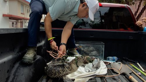 Autoridades rescatan ejemplar de cocodrilo en el Río Bravo