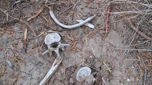 Colectivo localiza nueva fosa y restos humanos en Miguel Alemán