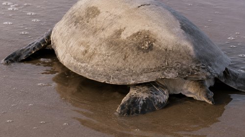 Tras 10 años, tortuga verde es captada anidando en Playa Bagdad