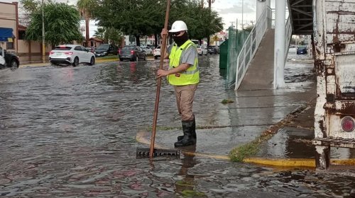 Caen árboles y fallan semáforos tras lluvias en Torreón