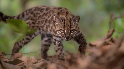 Descubren nueva especie felina descubierta en más de un siglo
