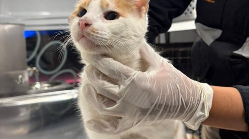 86b11c27_32d9_4dd2_b309_f84adc24ab32_57b9ff21da