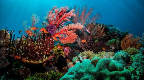 Acuerdo_relativo_Diversidad_Biologica_e5445d90bb