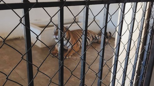 Asegura Profepa dos tigres de Bengala en operativo en Mazatlán