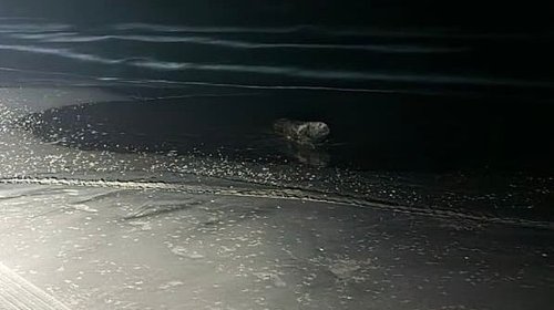 Tamaulipas refuerza protección de la tortuga lora