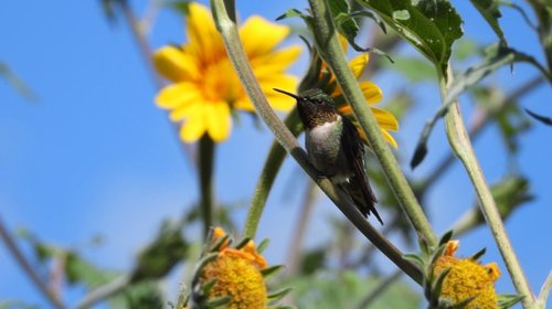Tamaulipas protege rutas migratorias del colibrí de garganta rubí