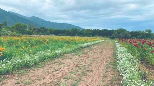 Lluvias levantan al campo tamaulipeco tras época cálida